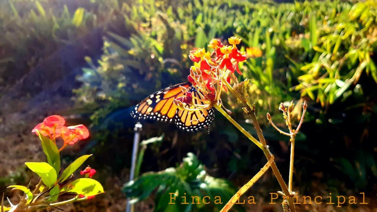 Finca La Principal Breña Alta Buitenkant foto