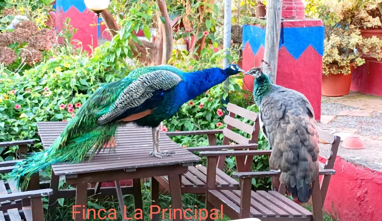 Finca La Principal Breña Alta Buitenkant foto