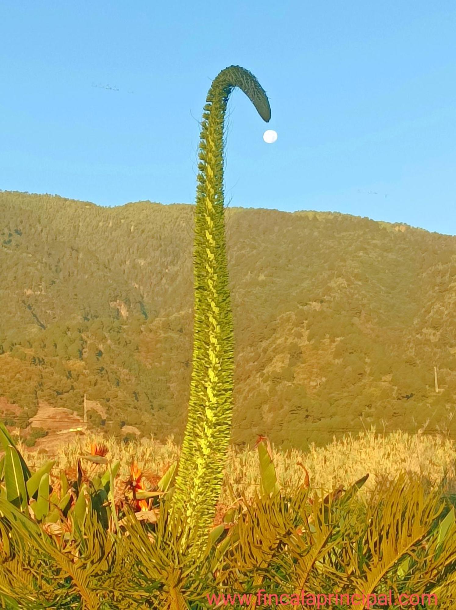 Finca La Principal Breña Alta Buitenkant foto